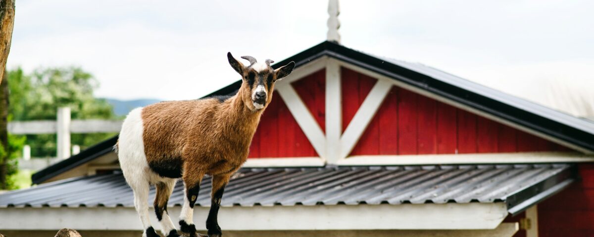 Animal Housing